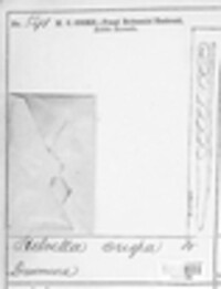 Helvella crispa image